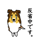 大好きシェルティ 〇〇中です。（個別スタンプ：3）