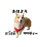 コーギーGABU タイ語⇄日本語（個別スタンプ：1）