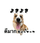 コーギーGABU タイ語⇄日本語（個別スタンプ：2）