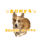 コーギーGABU タイ語⇄日本語（個別スタンプ：3）