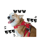 コーギーGABU タイ語⇄日本語（個別スタンプ：4）