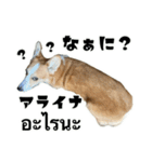 コーギーGABU タイ語⇄日本語（個別スタンプ：5）