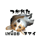 コーギーGABU タイ語⇄日本語（個別スタンプ：6）