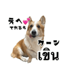 コーギーGABU タイ語⇄日本語（個別スタンプ：8）