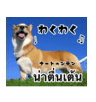 コーギーGABU タイ語⇄日本語（個別スタンプ：9）