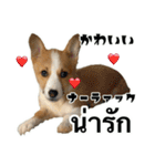 コーギーGABU タイ語⇄日本語（個別スタンプ：10）