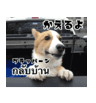 コーギーGABU タイ語⇄日本語（個別スタンプ：11）