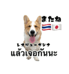 コーギーGABU タイ語⇄日本語（個別スタンプ：13）