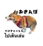 コーギーGABU タイ語⇄日本語（個別スタンプ：14）
