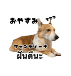 コーギーGABU タイ語⇄日本語（個別スタンプ：15）