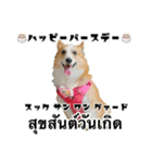 コーギーGABU タイ語⇄日本語（個別スタンプ：16）