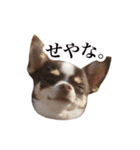 スムチーさんのつぶやき。（個別スタンプ：5）