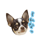 スムチーさんのつぶやき。（個別スタンプ：6）