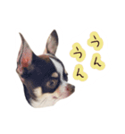 スムチーさんのつぶやき。（個別スタンプ：7）