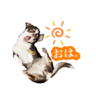 スムチーさんのつぶやき。（個別スタンプ：19）