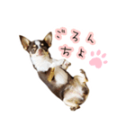 スムチーさんのつぶやき。（個別スタンプ：21）