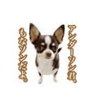 スムチーさんのつぶやき。（個別スタンプ：24）