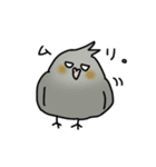 【オカメインコ】スタンプ（個別スタンプ：10）