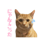 うちの子すたんぷ^._.^みいにゃ＆ちゃちゃ（個別スタンプ：7）