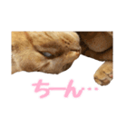 うちの子すたんぷ^._.^みいにゃ＆ちゃちゃ（個別スタンプ：8）
