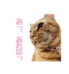 うちの子すたんぷ^._.^みいにゃ＆ちゃちゃ（個別スタンプ：14）
