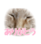 うちの子すたんぷ^._.^みいにゃ＆ちゃちゃ（個別スタンプ：16）