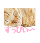 うちの子すたんぷ^._.^みいにゃ＆ちゃちゃ（個別スタンプ：24）