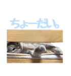 うちの子すたんぷ^._.^みいにゃ＆ちゃちゃ（個別スタンプ：28）