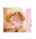 うちの子すたんぷ^._.^みいにゃ＆ちゃちゃ（個別スタンプ：29）