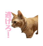 うちの子すたんぷ^._.^みいにゃ＆ちゃちゃ（個別スタンプ：31）