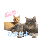 うちの子すたんぷ^._.^みいにゃ＆ちゃちゃ（個別スタンプ：35）