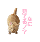 うちの子すたんぷ^._.^みいにゃ＆ちゃちゃ（個別スタンプ：37）