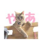 うちの子すたんぷ^._.^みいにゃ＆ちゃちゃ（個別スタンプ：39）