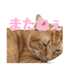 うちの子すたんぷ^._.^みいにゃ＆ちゃちゃ（個別スタンプ：40）