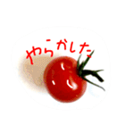トマトアイドル収穫祭（個別スタンプ：25）
