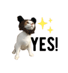 可愛い猫ちゃんスタンプを使ってください（個別スタンプ：1）