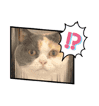 可愛い猫ちゃんスタンプを使ってください（個別スタンプ：2）
