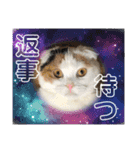 可愛い猫ちゃんスタンプを使ってください（個別スタンプ：4）