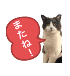 可愛い猫ちゃんスタンプを使ってください（個別スタンプ：6）