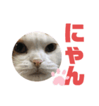 可愛い猫ちゃんスタンプを使ってください（個別スタンプ：7）