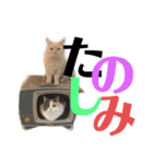 可愛い猫ちゃんスタンプを使ってください（個別スタンプ：8）