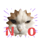 可愛い猫ちゃんスタンプを使ってください（個別スタンプ：9）