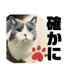 可愛い猫ちゃんスタンプを使ってください（個別スタンプ：12）