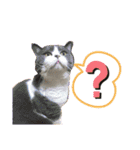 可愛い猫ちゃんスタンプを使ってください（個別スタンプ：14）