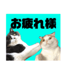 可愛い猫ちゃんスタンプを使ってください（個別スタンプ：15）