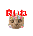 可愛い猫ちゃんスタンプを使ってください（個別スタンプ：16）