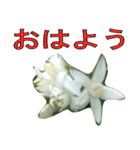 植物系の金柑の花スタンプ（個別スタンプ：1）