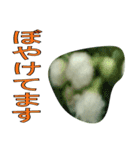 植物系の金柑の花スタンプ（個別スタンプ：2）