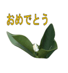 植物系の金柑の花スタンプ（個別スタンプ：3）