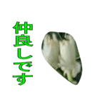 植物系の金柑の花スタンプ（個別スタンプ：4）